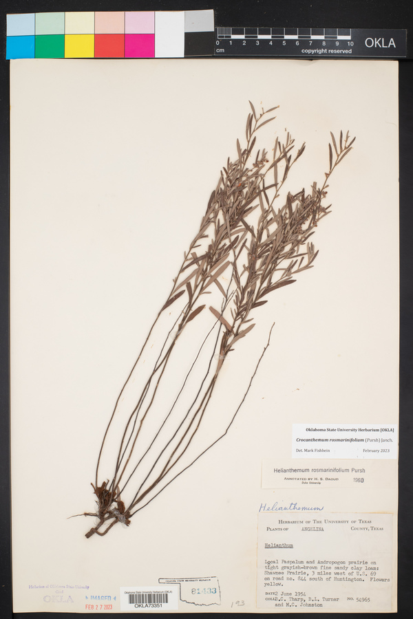 Crocanthemum rosmarinifolium image