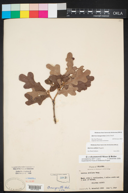 Quercus margarettae image