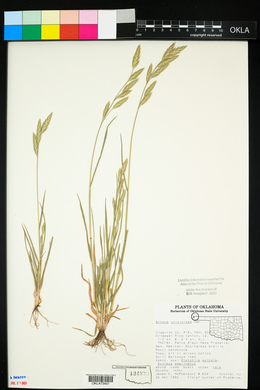 Bromus catharticus image