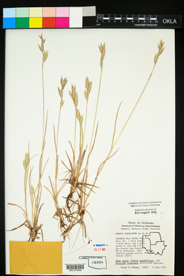 Bromus catharticus image