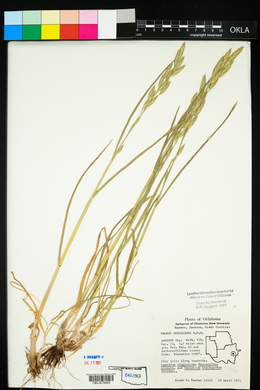 Bromus catharticus image