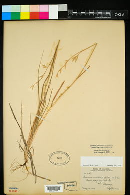 Bromus catharticus image