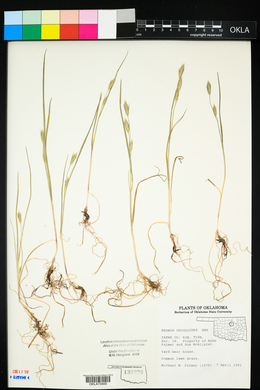 Bromus catharticus image