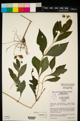 Verbesina alternifolia image