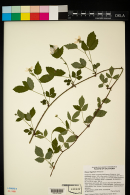 Rubus flagellaris image