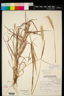 Bothriochloa laguroides image