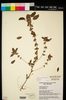 Acalypha virginica image