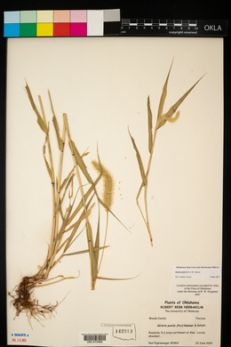 Setaria faberi image