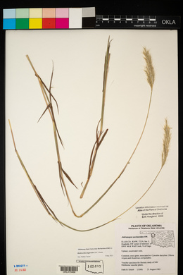 Bothriochloa laguroides image