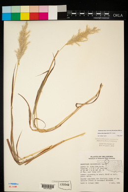 Bothriochloa laguroides image