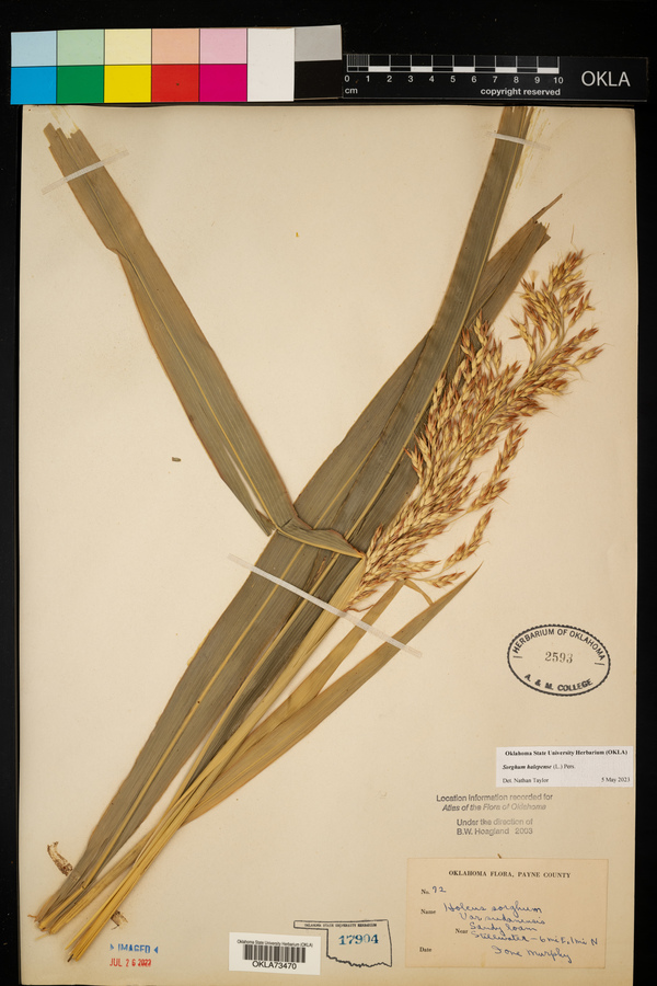 Sorghum x drummondii image