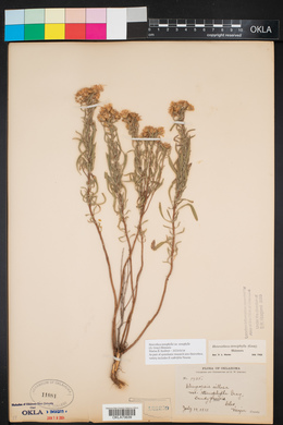 Heterotheca stenophylla image