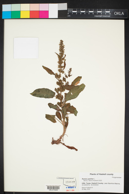 Rumex pulcher image