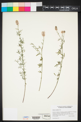 Dalea candida var. oligophylla image