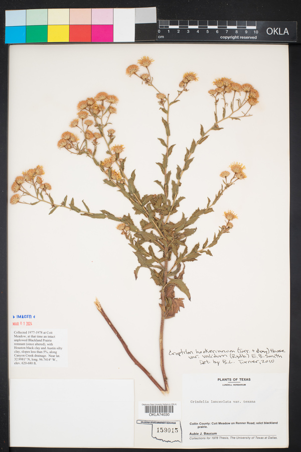 Croptilon hookerianum var. validum image