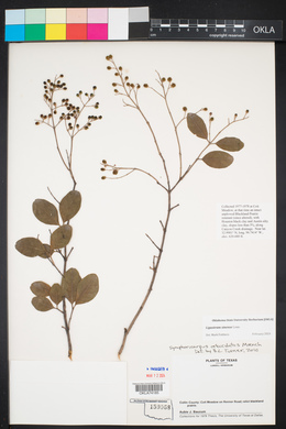 Ligustrum sinense image