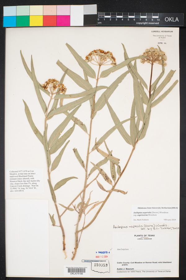 Asclepias asperula subsp. capricornu image