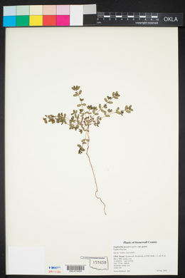 Euphorbia geyeri var. geyeri image