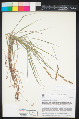 Setaria reverchonii subsp. reverchonii image