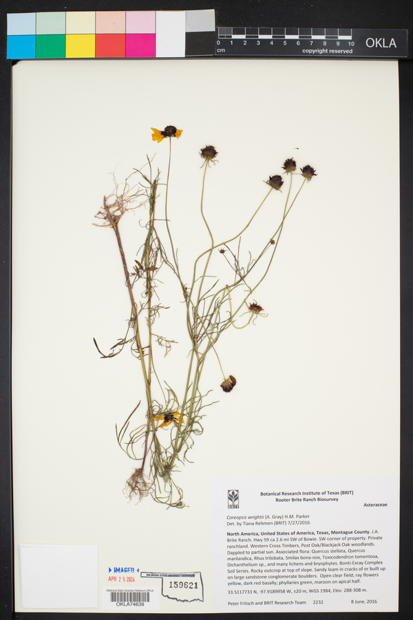 Coreopsis wrightii image