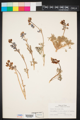 Lupinus subcarnosus image