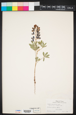 Lupinus subcarnosus image