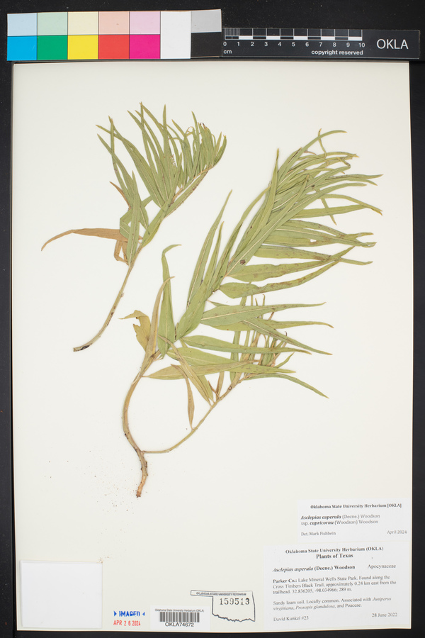Asclepias asperula subsp. capricornu image