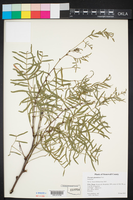 Prosopis glandulosa image