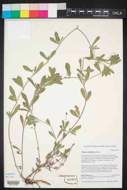 Phyla nodiflora image