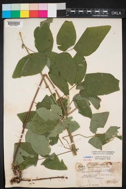 Desmodium canescens image