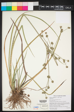 Cyperus echinatus image