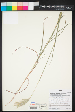 Bothriochloa barbinodis image