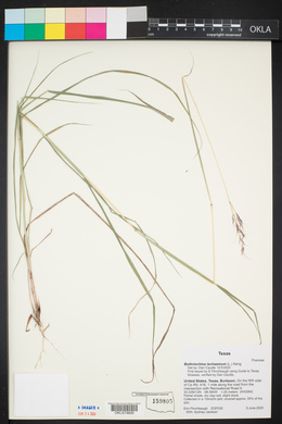 Bothriochloa ischaemum image