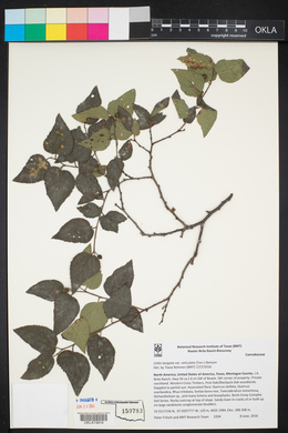 Celtis reticulata image