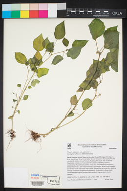 Physalis pubescens var. pubescens image