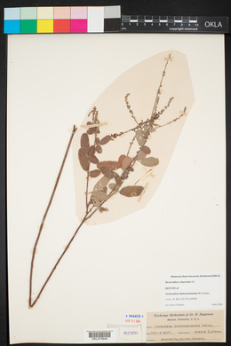 Desmodium cinereum image