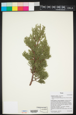 Juniperus ashei image