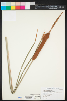 Typha domingensis image