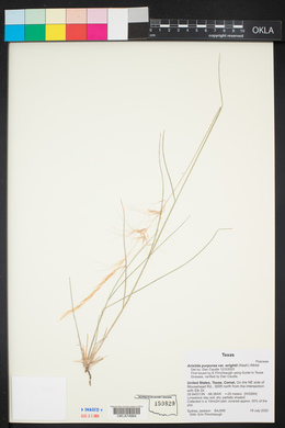 Aristida purpurea var. wrightii image