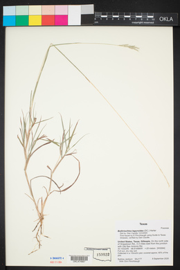 Bothriochloa laguroides image