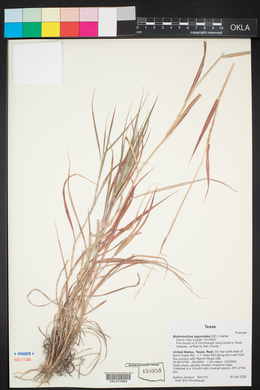 Bothriochloa laguroides image