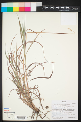 Bothriochloa laguroides image