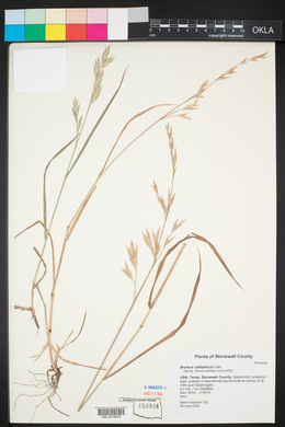 Bromus catharticus image