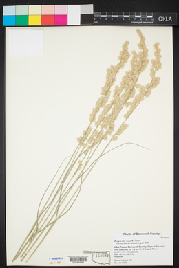 Eragrostis superba image