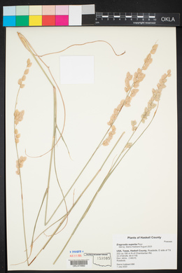 Eragrostis superba image