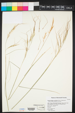 Hesperostipa curtiseta image