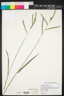 Paspalum dilatatum image