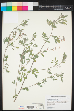 Indigofera miniata image