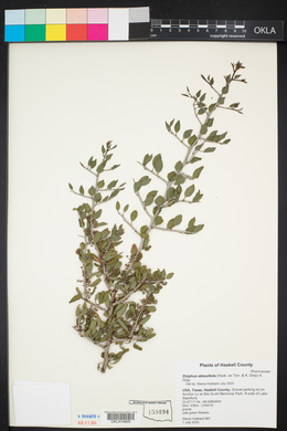 Sarcomphalus obtusifolius image