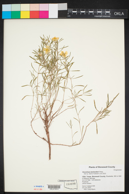 Oenothera berlandieri subsp. berlandieri image